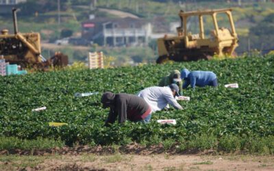 With Immigration Reform on the Table, Advocates Put Human Face on Calif’s Migrant Farmworkers